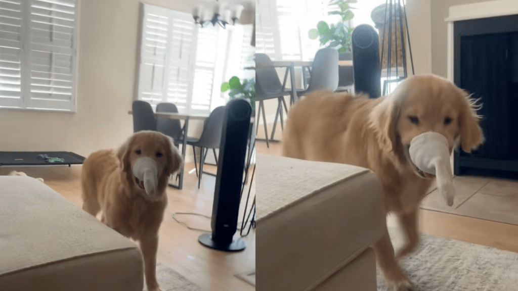 Golden Retriever with a sock stuck to his snout.