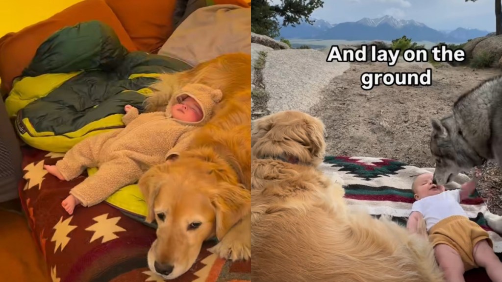 Video: Owner Shares Golden Retriever’s Camping Adventures With Baby