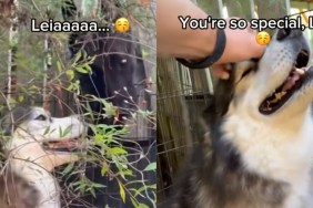 Video: Dog Is Good at Many Things, but Flirting Is Not One of Them