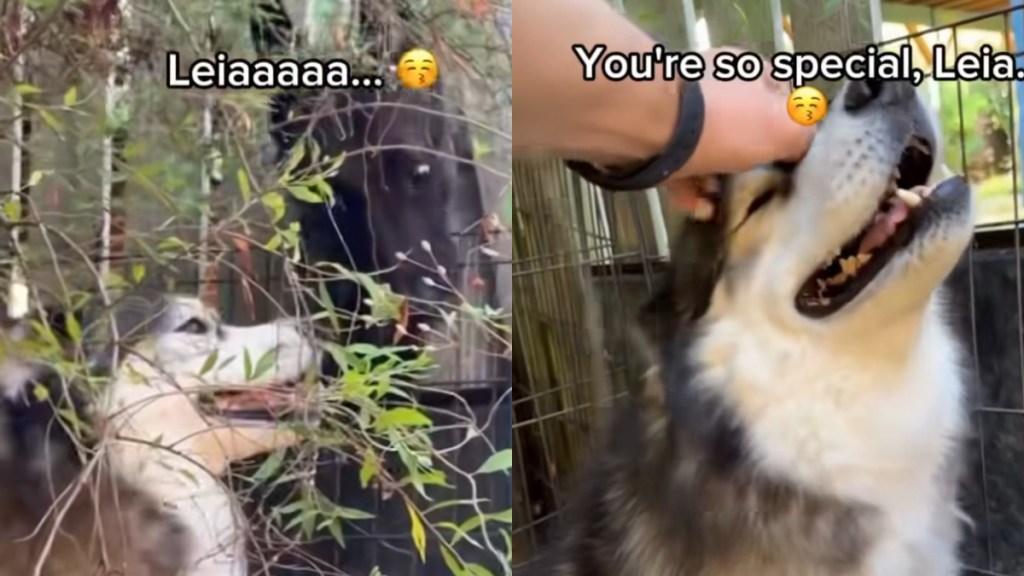 Video: Dog Is Good at Many Things, but Flirting Is Not One of Them