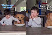 Video: Golden Retriever Joins Toddler in Cutest Mischief