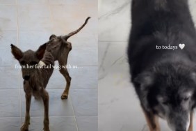 Heartwarming Video Shows Dog's Miraculous Transformation from Extremely Thin to a 'Massive Potato'
