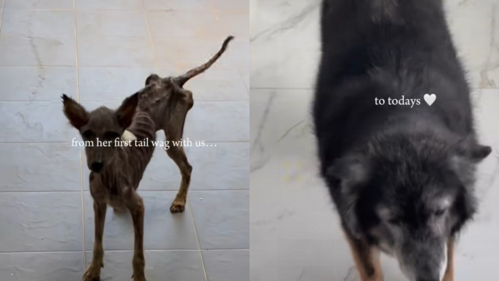 Heartwarming Video Shows Dog's Miraculous Transformation from Extremely Thin to a 'Massive Potato'
