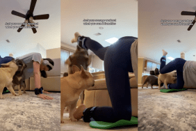 Owner shares what workout routine with two French Bulldogs looks like in Tiktok video.