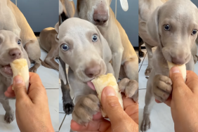 Puppy eating a banana.