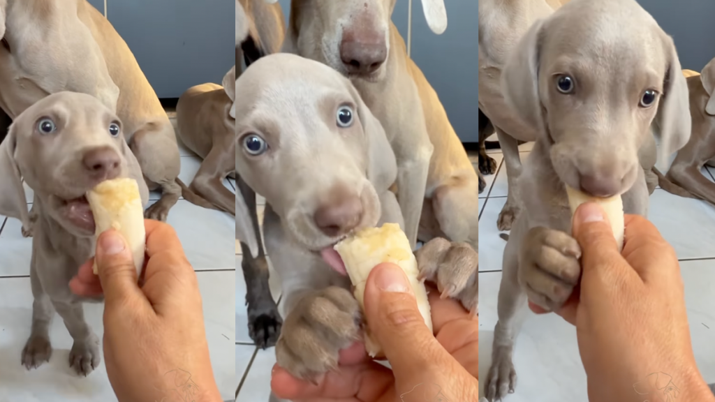 Puppy eating a banana.