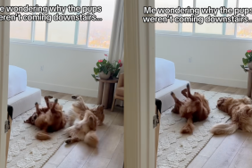 Dogs rolling on the rug.