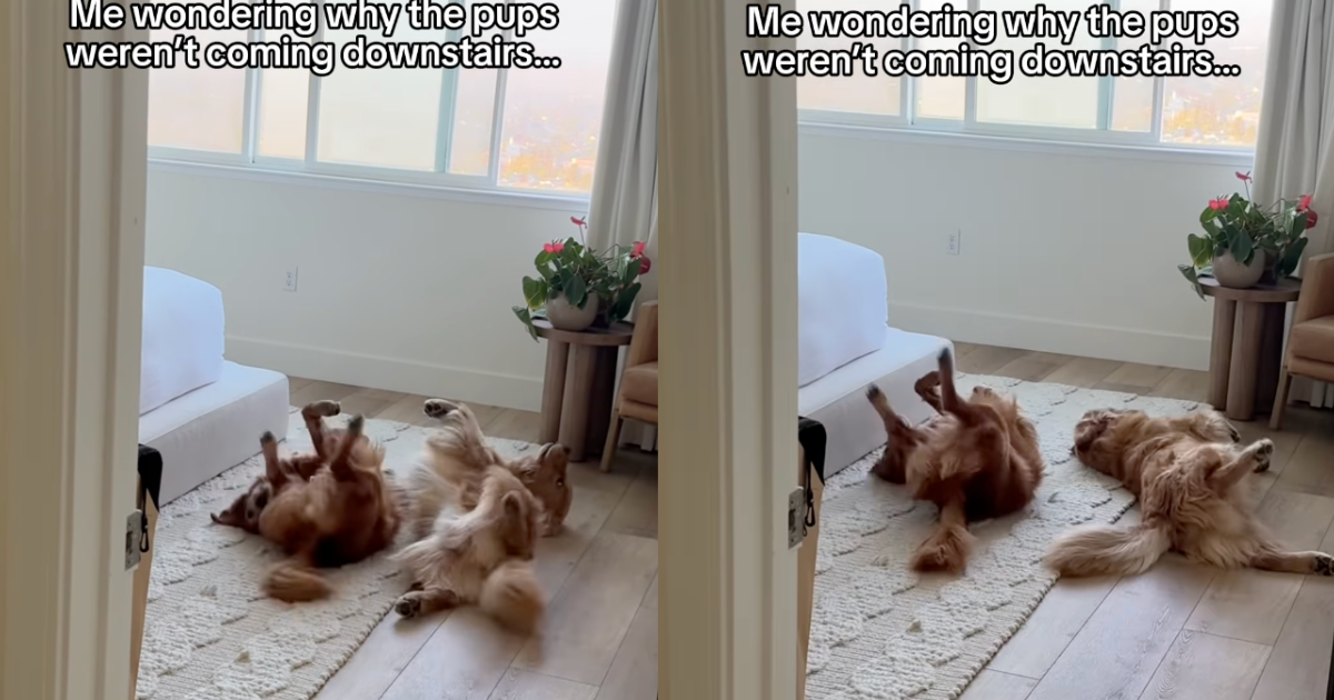 Video: Owner Wonders Why Pups Aren’t Downstairs Only To Find Them Doing This
