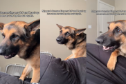 Dog Ensures Owner & Their Boyfriend Can't Sleep Even a Second After Opening Their Eyes