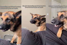 Dog Ensures Owner & Their Boyfriend Can't Sleep Even a Second After Opening Their Eyes