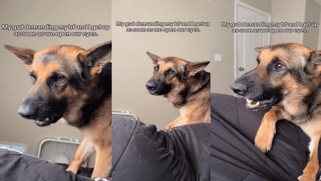 Dog Ensures Owner & Their Boyfriend Can't Sleep Even a Second After Opening Their Eyes