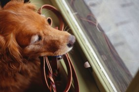 dog rescue video