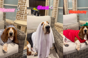 Basset Hound shows off potential Halloween costumes in viral video.