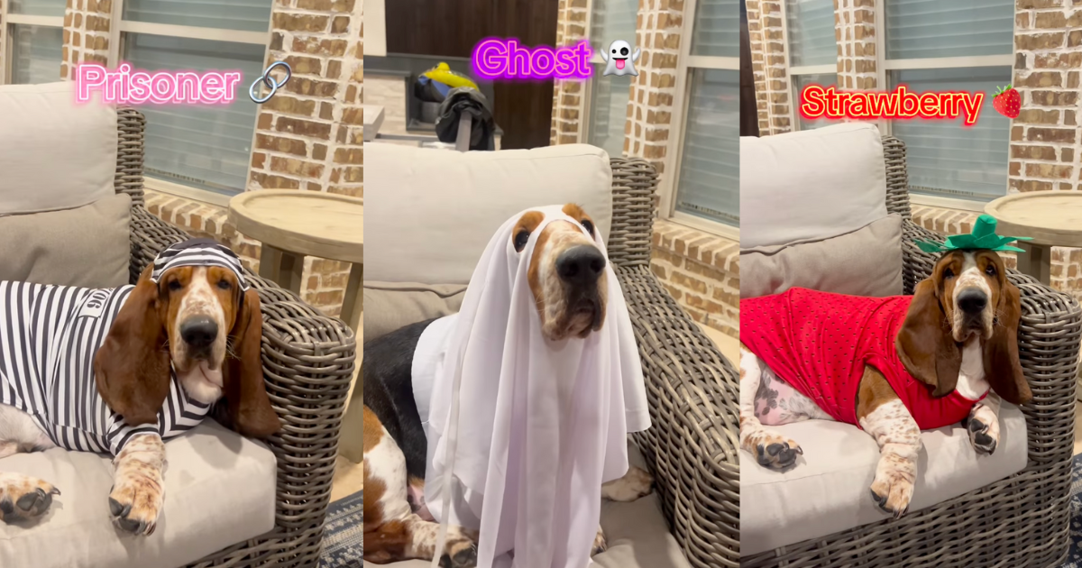 Basset Hound in Halloween Costumes