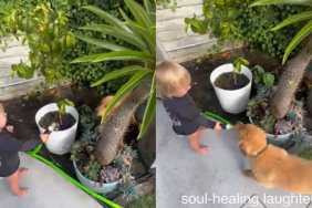 Video: Golden Retriever Puppy Evokes ‘Soul-Healing Laughter’ From Toddler With His Antics