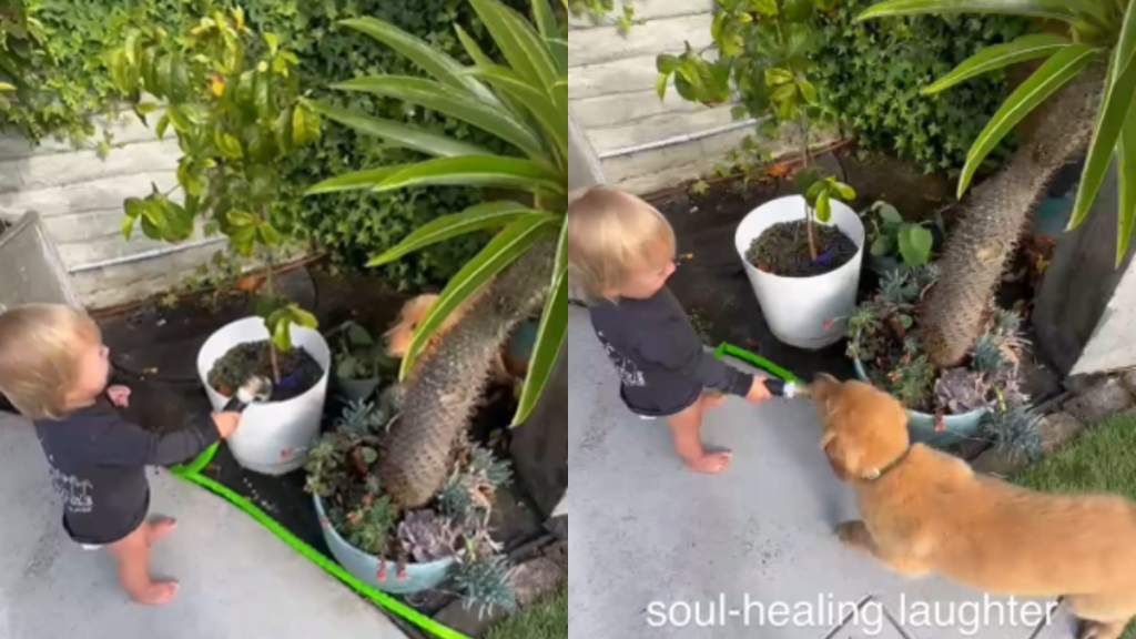 Video: Golden Retriever Puppy Evokes ‘Soul-Healing Laughter’ From Toddler With His Antics