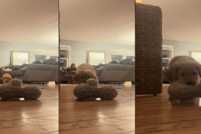 Video of Golden Retriever's Prowl During a Game of Fetch Goes Viral on TikTok