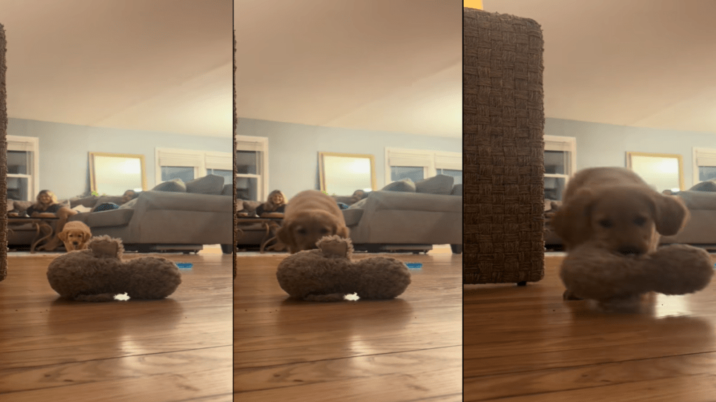 Video of Golden Retriever's Prowl During a Game of Fetch Goes Viral on TikTok