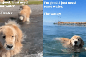 Golden Retrievers Swimming