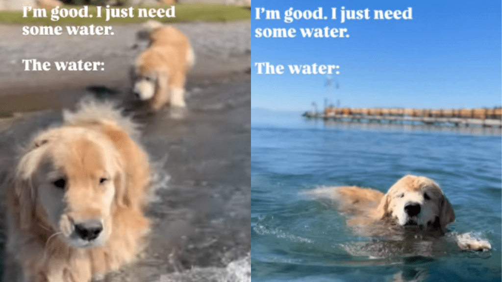 Golden Retrievers Swimming