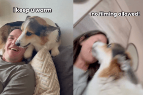 Corgi displaying part cat-like behavior.