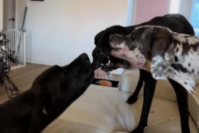 Dogs’ idea of sharing is very different