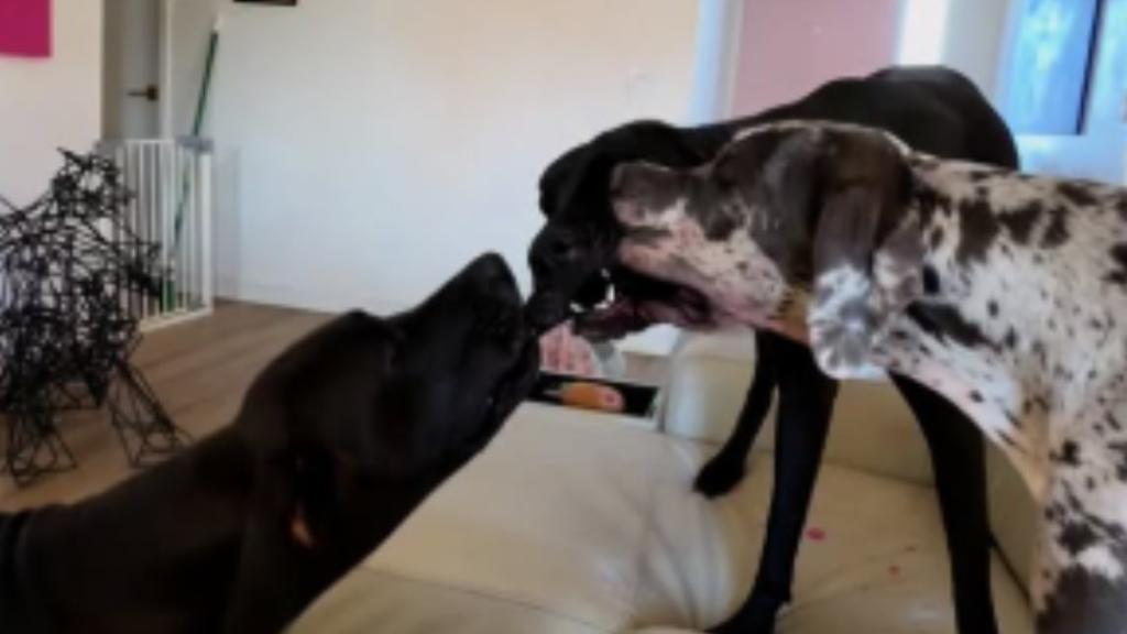 Dogs’ idea of sharing is very different