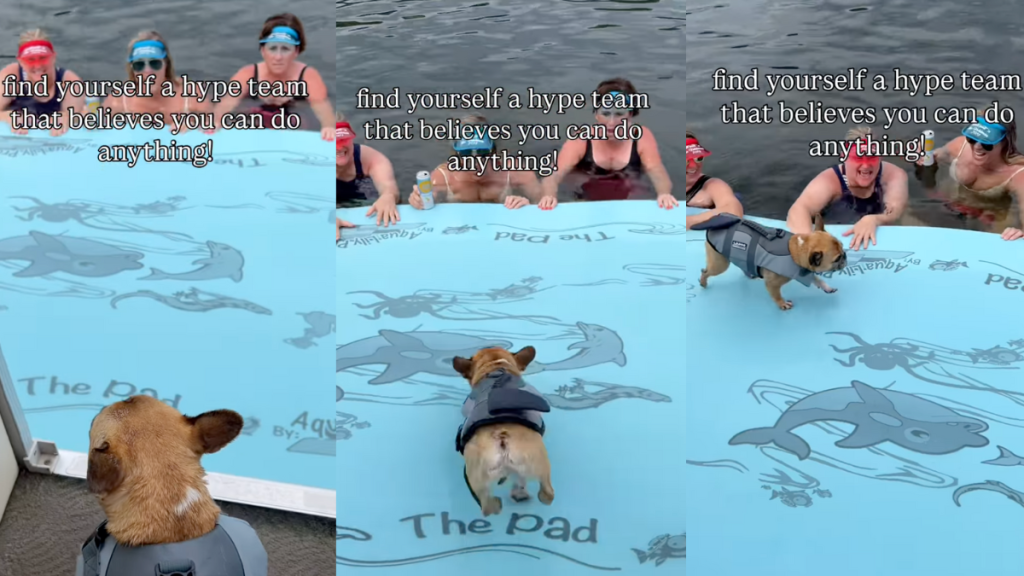 French Bulldog with his hype squad.