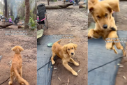 Video: Golden Retriever Puppy Can Barely Contain His Excitement After Seeing a Duck for the First Time