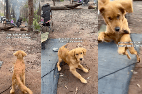 Video: Golden Retriever Puppy Can Barely Contain His Excitement After Seeing a Duck for the First Time