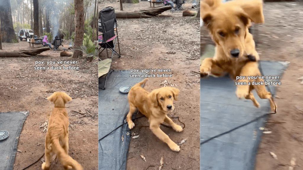 Video: Golden Retriever Puppy Can Barely Contain His Excitement After Seeing a Duck for the First Time