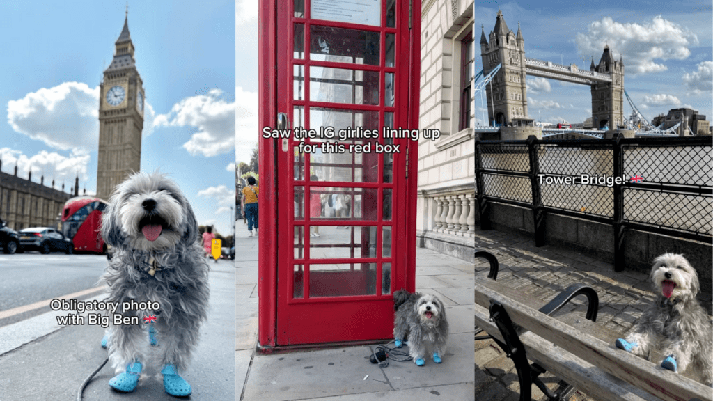 Maltipoo in London.