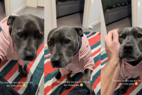 Staffy getting her paws cleaned after a walk.