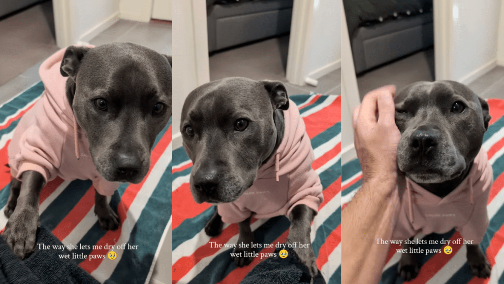 Staffy getting her paws cleaned after a walk.
