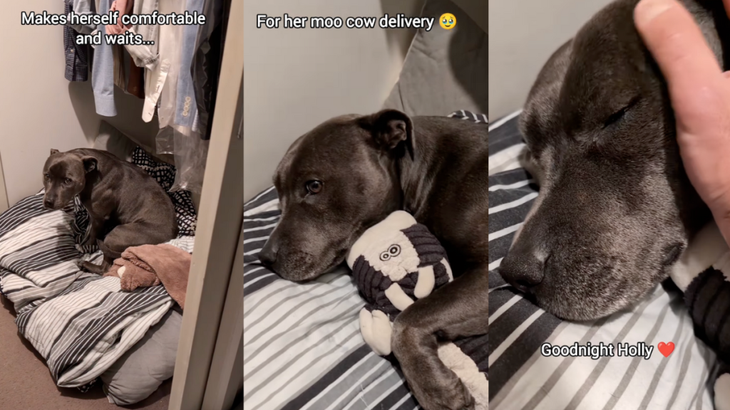 Holly the Staffy's nighttime routine.
