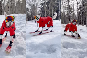 Husky skiing.