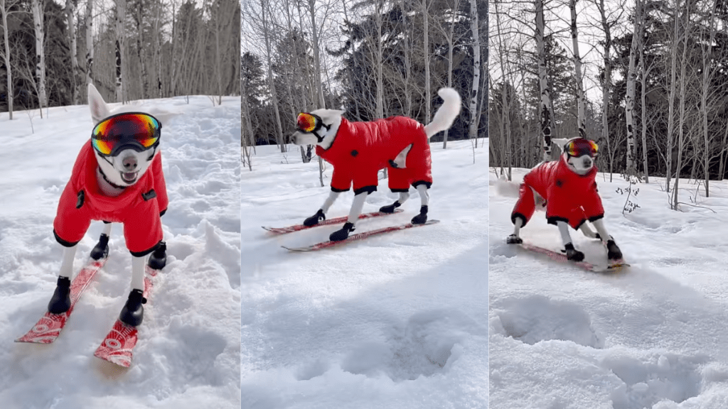 Husky skiing.