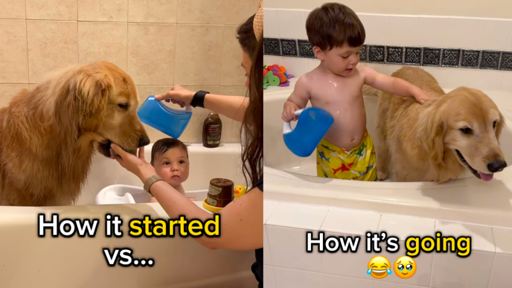 Baby takes over from mom to bathe Golden Retriever.