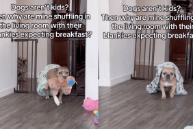 Dog siblings arrive for breakfast with their blankets.