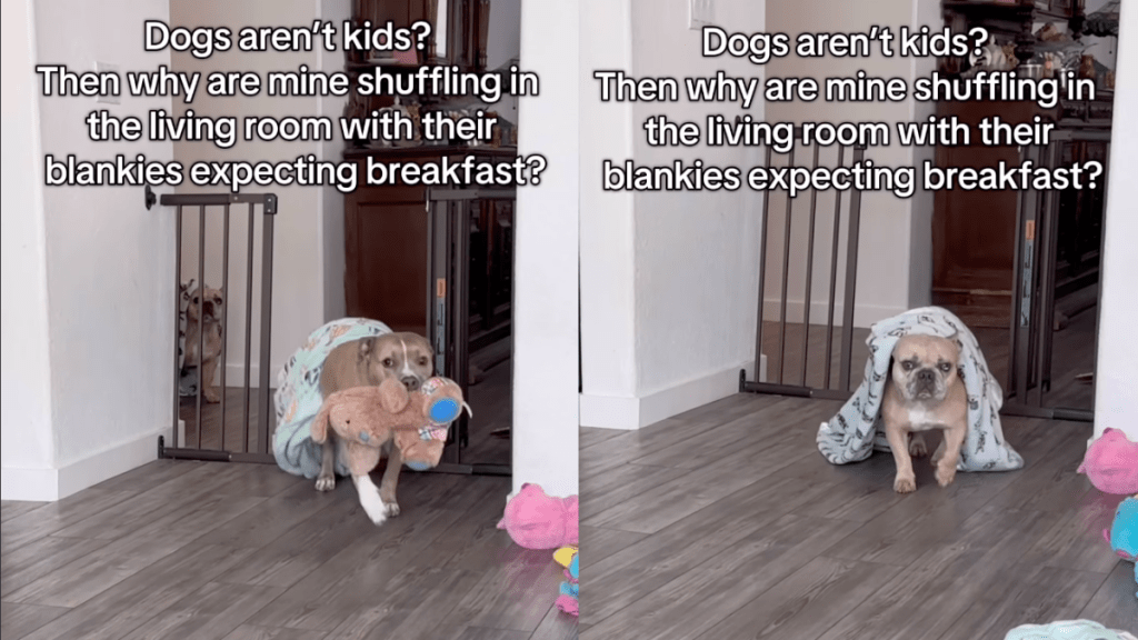 Dog siblings arrive for breakfast with their blankets.
