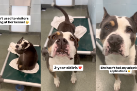 Video: Shelter Dog Is Happy To Befriend Unlikely Visitor Stopping by Her Kennel