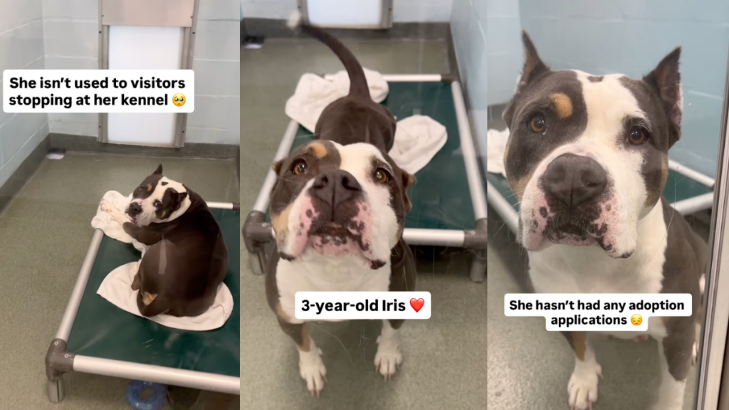 Video: Shelter Dog Is Happy To Befriend Unlikely Visitor Stopping by Her Kennel