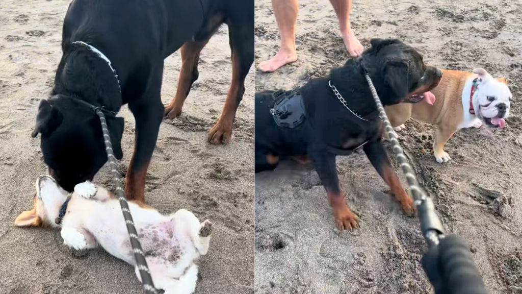 Rottweiler makes friends with tiny dogs at the beach in adorable video.