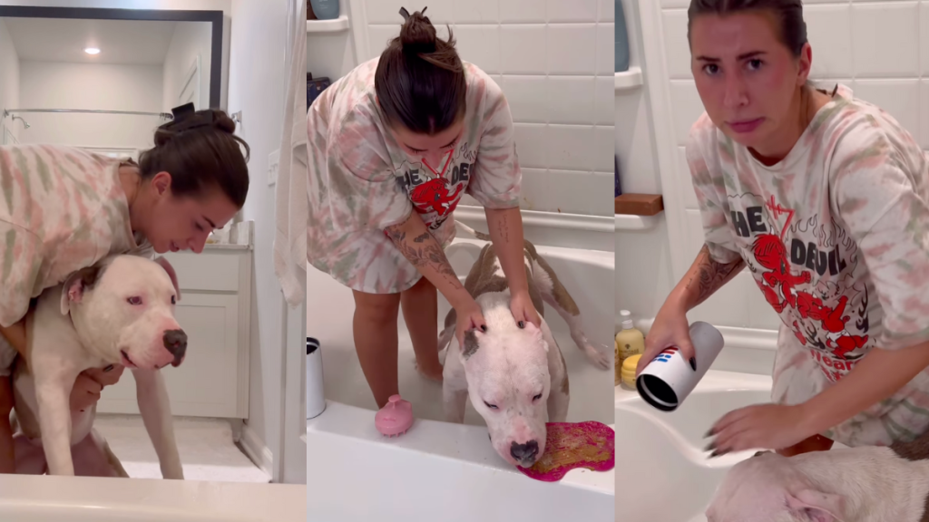 Video: First-Time Dog Mom Gives Her Rescue Pit Bull His First Bath