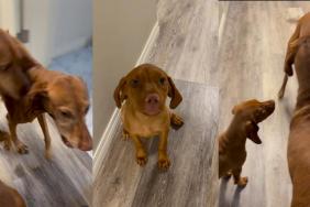 Vizsla Puppy Goes Viral for Just How Adorable Her Smile Is