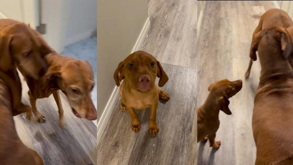 Vizsla Puppy Goes Viral for Just How Adorable Her Smile Is