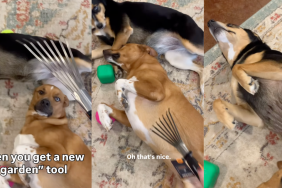 Dogs getting scratches with a hand rake.