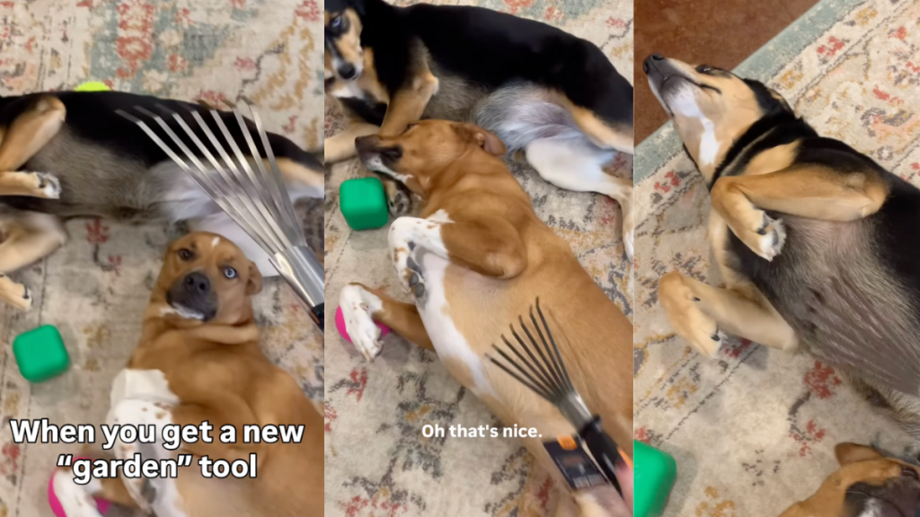 Dogs getting scratches with a hand rake.