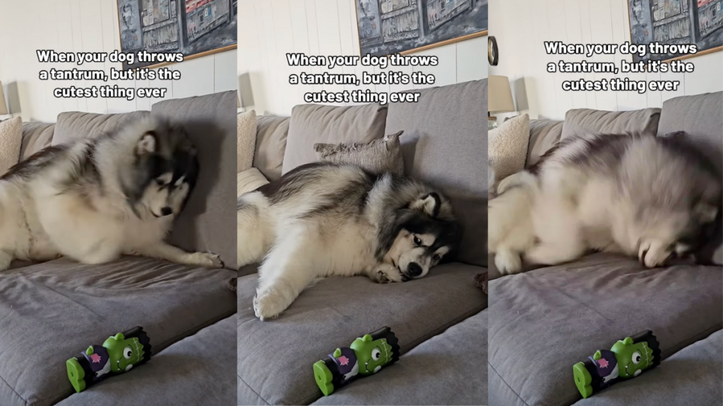 Koda the Husky throwing an adorable tantrum.