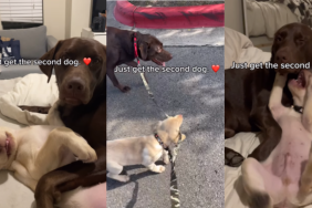Labrador siblings video